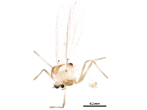  ( - BIOUG23535-B03)  @13 [ ] CreativeCommons - Attribution (2015) CBG Photography Group Centre for Biodiversity Genomics
