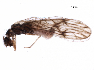  ( - BIOUG24421-F02)  @11 [ ] CreativeCommons - Attribution (2018) CBG Photography Group Centre for Biodiversity Genomics