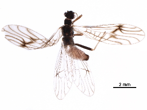  ( - BIOUG24421-F05)  @11 [ ] CreativeCommons - Attribution (2018) CBG Photography Group Centre for Biodiversity Genomics