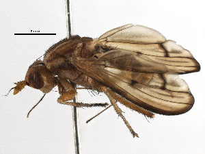  ( - BIOUG22280-A09)  @14 [ ] CreativeCommons - Attribution (2016) CBG Photography Group Centre for Biodiversity Genomics