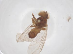  ( - BIOUG23128-A08)  @11 [ ] CreativeCommons - Attribution Share - Alike (2025) Centre for Biodiversity Genomics Centre for Biodiversity Genomics