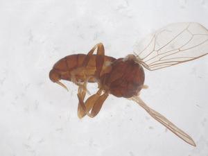  ( - BIOUG45142-F07)  @11 [ ] CreativeCommons - Attribution Share - Alike (2025) Centre for Biodiversity Genomics Centre for Biodiversity Genomics