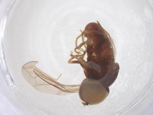  ( - BIOUG45151-C05)  @11 [ ] CreativeCommons - Attribution Share - Alike (2025) Centre for Biodiversity Genomics Centre for Biodiversity Genomics