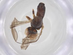  ( - BIOUG23682-F09)  @11 [ ] CreativeCommons - Attribution Share - Alike (2025) Centre for Biodiversity Genomics Centre for Biodiversity Genomics