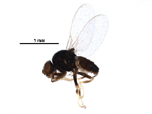  ( - BIOUG22107-C08)  @11 [ ] CreativeCommons - Attribution (2016) CBG Photography Group Centre for Biodiversity Genomics