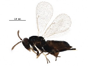  (Aprostocetus meltoftei - BIOUG25703-F02)  @14 [ ] CreativeCommons - Attribution (2016) CBG Photography Group Centre for Biodiversity Genomics