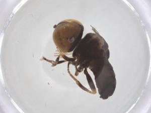  ( - BIOUG25706-D05)  @11 [ ] CreativeCommons - Attribution Share - Alike (2025) Centre for Biodiversity Genomics Centre for Biodiversity Genomics