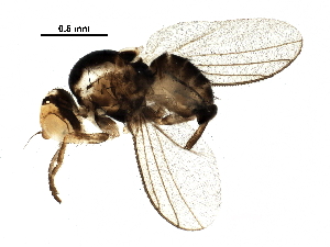  ( - BIOUG25792-G11)  @13 [ ] CreativeCommons - Attribution (2016) CBG Photography Group Centre for Biodiversity Genomics