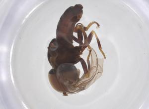  ( - BIOUG45206-B06)  @11 [ ] CreativeCommons - Attribution Share - Alike (2025) Centre for Biodiversity Genomics Centre for Biodiversity Genomics