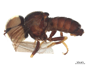  ( - BIOUG45206-B06)  @11 [ ] CreativeCommons - Attribution (2025) CBG Photography Group Centre for Biodiversity Genomics