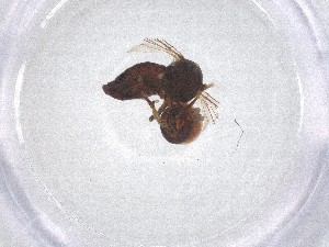  ( - BIOUG45207-H03)  @11 [ ] CreativeCommons - Attribution Share - Alike (2025) Centre for Biodiversity Genomics Centre for Biodiversity Genomics