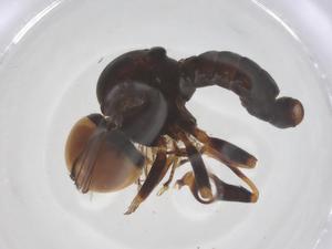  ( - BIOUG26012-B12)  @11 [ ] CreativeCommons - Attribution Share - Alike (2025) Centre for Biodiversity Genomics Centre for Biodiversity Genomics