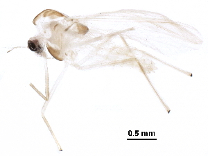  ( - BIOUG23572-D04)  @13 [ ] CreativeCommons - Attribution (2016) CBG Photography Group Centre for Biodiversity Genomics
