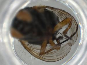  ( - BIOUG64776-H11)  @11 [ ] CreativeCommons - Attribution (2021) Centre for Biodiversity Genomics Centre for Biodiversity Genomics