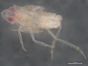  (Basileunculus sp. Panama1 - BIOUG39522-B10)  @11 [ ] CreativeCommons - Attribution (2021) CBG Photography Group Centre for Biodiversity Genomics