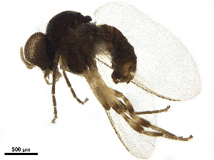  ( - BIOUG40068-F07)  @11 [ ] CreativeCommons - Attribution (2019) CBG Photography Group Centre for Biodiversity Genomics