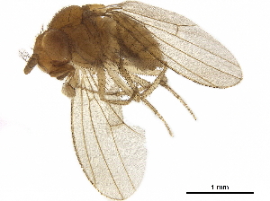  (Drosophila nepalensis - BIOUG40101-B10)  @11 [ ] CreativeCommons - Attribution (2019) CBG Photography Group Centre for Biodiversity Genomics