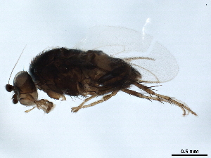  ( - BIOUG41150-A05)  @11 [ ] CreativeCommons - Attribution (2018) CBG Photography Group Centre for Biodiversity Genomics