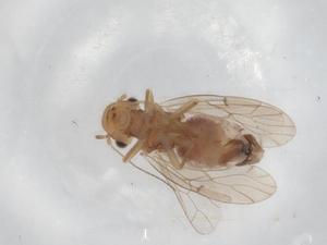  ( - BIOUG97711-E11)  @11 [ ] CreativeCommons - Attribution (2023) Centre for Biodiversity Genomics Centre for Biodiversity Genomics