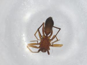  ( - BIOUG99314-C07)  @11 [ ] CreativeCommons - Attribution (2023) Centre for Biodiversity Genomics Centre for Biodiversity Genomics