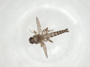  (Forcipomyia albopunctata - CBG-A12531-C02)  @11 [ ] CreativeCommons - Attribution Share - Alike (2023) Centre for Biodiversity Genomics Centre for Biodiversity Genomics