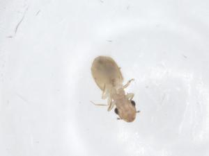  ( - CBG-A15552-H03)  @11 [ ] CreativeCommons - Attribution Share - Alike (2023) Centre for Biodiversity Genomics Centre for Biodiversity Genomics