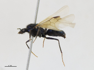  ( - CBG-A16693-C04)  @11 [ ] CreativeCommons - Attribution Share-Alike (2023) CBG Photography Group Centre for Biodiversity Genomics