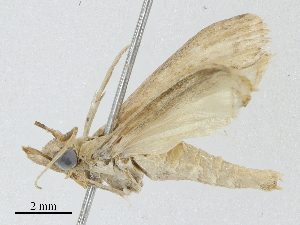  ( - BIOUG91387-E12)  @11 [ ] CreativeCommons - Attribution (2023) CBG Photography Group Centre for Biodiversity Genomics