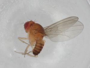  ( - BIOUG92994-A11)  @11 [ ] CreativeCommons - Attribution (2023) Centre for Biodiversity Genomics Centre for Biodiversity Genomics