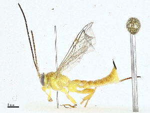 (Xanthopimpla flavolineata - BIOUG97773-F05)  @11 [ ] CreativeCommons - Attribution (2023) CBG Photography Group Centre for Biodiversity Genomics