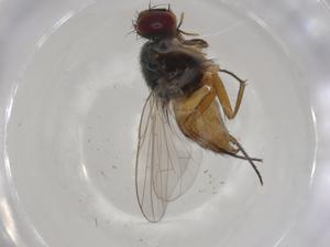  ( - CBG-A00516-B04)  @11 [ ] CreativeCommons - Attribution (2023) Centre for Biodiversity Genomics Centre for Biodiversity Genomics