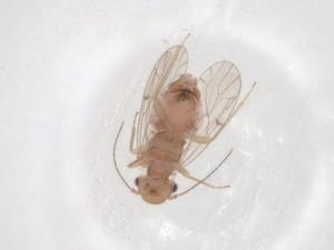  ( - CBG-A00530-E02)  @11 [ ] CreativeCommons - Attribution (2023) Centre for Biodiversity Genomics Centre for Biodiversity Genomics