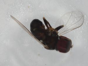  ( - BIOUG97645-G01)  @11 [ ] CreativeCommons - Attribution (2023) Centre for Biodiversity Genomics Centre for Biodiversity Genomics