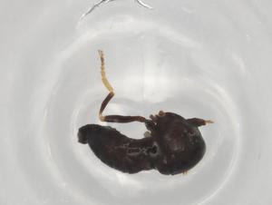  ( - BIOUG97651-E08)  @11 [ ] CreativeCommons - Attribution (2023) Centre for Biodiversity Genomics Centre for Biodiversity Genomics