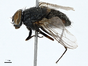  ( - BIOUG98653-C10)  @11 [ ] CreativeCommons - Attribution (2023) CBG Photography Group Centre for Biodiversity Genomics
