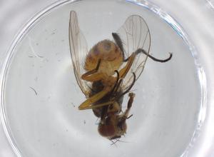  ( - BIOUG99386-H05)  @11 [ ] CreativeCommons - Attribution (2023) Centre for Biodiversity Genomics Centre for Biodiversity Genomics