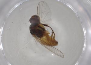  ( - BIOUG99940-G09)  @11 [ ] CreativeCommons - Attribution (2023) Centre for Biodiversity Genomics Centre for Biodiversity Genomics