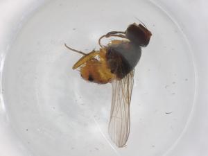  (Atherigona soccata - BIOUG99941-A10)  @11 [ ] CreativeCommons - Attribution (2023) Centre for Biodiversity Genomics Centre for Biodiversity Genomics