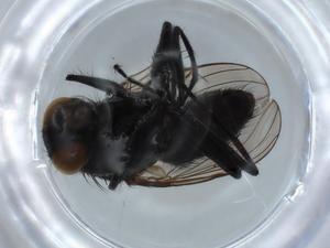  ( - BIOUG65665-B12)  @11 [ ] CreativeCommons - Attribution (2021) Centre for Biodiversity Genomics Centre for Biodiversity Genomics