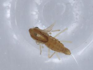  ( - BIOUG66612-B11)  @11 [ ] CreativeCommons - Attribution (2021) Centre for Biodiversity Genomics Centre for Biodiversity Genomics