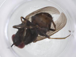  ( - CBG-A23787-A05)  @11 [ ] CreativeCommons - Attribution Share - Alike (2023) Centre for Biodiversity Genomics Centre for Biodiversity Genomics