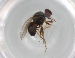  ( - CBG-A00740-C12)  @11 [ ] CreativeCommons - Attribution (2023) Centre for Biodiversity Genomics Centre for Biodiversity Genomics