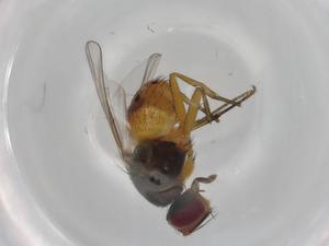  ( - CBG-A00740-E03)  @11 [ ] CreativeCommons - Attribution (2023) Centre for Biodiversity Genomics Centre for Biodiversity Genomics