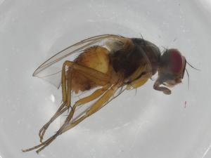  ( - CBG-A00740-E12)  @11 [ ] CreativeCommons - Attribution (2023) Centre for Biodiversity Genomics Centre for Biodiversity Genomics