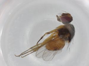  ( - CBG-A00742-C09)  @11 [ ] CreativeCommons - Attribution (2023) Centre for Biodiversity Genomics Centre for Biodiversity Genomics