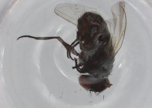  ( - CBG-A00743-D10)  @11 [ ] CreativeCommons - Attribution (2023) Centre for Biodiversity Genomics Centre for Biodiversity Genomics