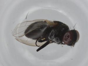  (Musca tempestiva - CBG-A00745-D02)  @11 [ ] CreativeCommons - Attribution (2023) Centre for Biodiversity Genomics Centre for Biodiversity Genomics