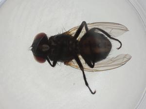  ( - CBG-A01546-A09)  @11 [ ] CreativeCommons - Attribution (2023) Centre for Biodiversity Genomics Centre for Biodiversity Genomics