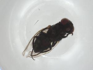  (Musca tempestiva - CBG-A01547-A05)  @11 [ ] CreativeCommons - Attribution (2023) Centre for Biodiversity Genomics Centre for Biodiversity Genomics