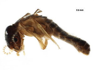  ( - BIOUG38185-C04)  @11 [ ] CreativeCommons - Attribution (2019) CBG Photography Group Centre for Biodiversity Genomics